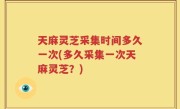 天麻灵芝采集时间多久一次(多久采集一次天麻灵芝？)