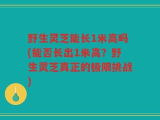 野生灵芝能长1米高吗(能否长出1米高？野生灵芝真正的极限挑战)