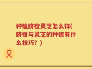 种植脐橙灵芝怎么样(脐橙与灵芝的种植有什么技巧？)