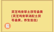 灵芝鸡骨草土茯苓桑黄(灵芝鸡骨草汤配土茯苓桑黄，养生首选)