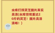 水库打捞灵芝图片真实高清(水库惊现重达20斤的灵芝！图片高清清晰！)