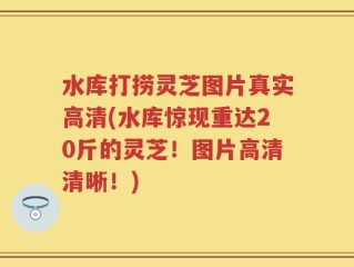 水库打捞灵芝图片真实高清(水库惊现重达20斤的灵芝！图片高清清晰！)