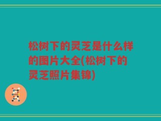 松树下的灵芝是什么样的图片大全(松树下的灵芝照片集锦)