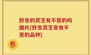 野生的灵芝有不苦的吗图片(野生灵芝竟有不苦的品种)