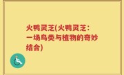 火鸭灵芝(火鸭灵芝：一场鸟类与植物的奇妙结合)