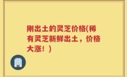 刚出土的灵芝价格(稀有灵芝新鲜出土，价格大涨！)