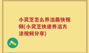 小灵芝怎么养活最快视频(小灵芝快速养活方法视频分享)