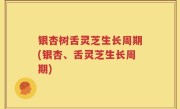 银杏树舌灵芝生长周期(银杏、舌灵芝生长周期)