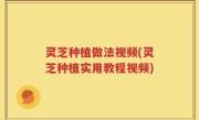 灵芝种植做法视频(灵芝种植实用教程视频)
