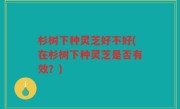 杉树下种灵芝好不好(在杉树下种灵芝是否有效？)