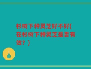 杉树下种灵芝好不好(在杉树下种灵芝是否有效？)
