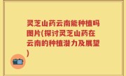 灵芝山药云南能种植吗图片(探讨灵芝山药在云南的种植潜力及展望)