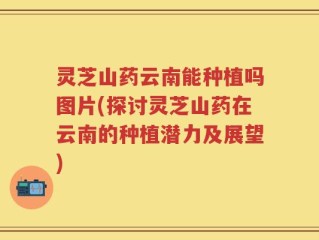 灵芝山药云南能种植吗图片(探讨灵芝山药在云南的种植潜力及展望)