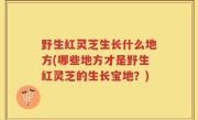 野生红灵芝生长什么地方(哪些地方才是野生红灵芝的生长宝地？)