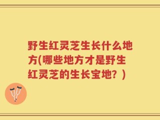 野生红灵芝生长什么地方(哪些地方才是野生红灵芝的生长宝地？)