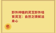 野外种植的灵芝野外培育灵芝：自然之馈赋活身心