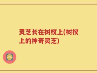 灵芝长在树杈上(树杈上的神奇灵芝)