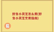 野生小灵芝怎么煮(野生小灵芝烹煮指南)