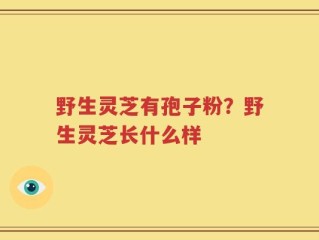 野生灵芝有孢子粉？野生灵芝长什么样