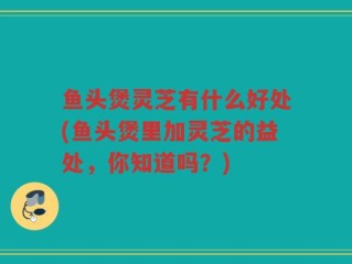 鱼头煲灵芝有什么好处(鱼头煲里加灵芝的益处，你知道吗？)