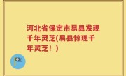 河北省保定市易县发现千年灵芝(易县惊现千年灵芝！)