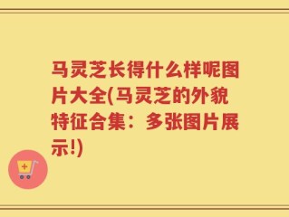 马灵芝长得什么样呢图片大全(马灵芝的外貌特征合集：多张图片展示!)