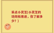 采点小灵芝(小灵芝的功效和用途，你了解多少？)