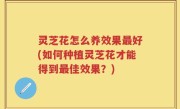 灵芝花怎么养效果最好(如何种植灵芝花才能得到最佳效果？)