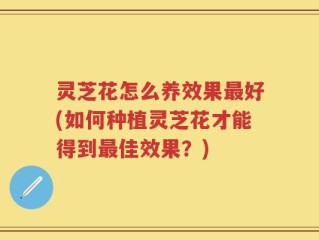 灵芝花怎么养效果最好(如何种植灵芝花才能得到最佳效果？)