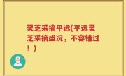 灵芝采摘平远(平远灵芝采摘盛况,不容错过!)