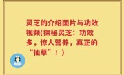 灵芝的介绍图片与功效视频(探秘灵芝：功效多，惊人营养，真正的“仙草”！)