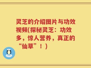 灵芝的介绍图片与功效视频(探秘灵芝：功效多，惊人营养，真正的“仙草”！)