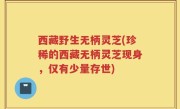 西藏野生无柄灵芝(珍稀的西藏无柄灵芝现身，仅有少量存世)