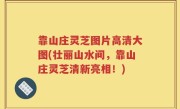 靠山庄灵芝图片高清大图(壮丽山水间，靠山庄灵芝清新亮相！)