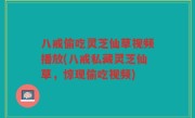 八戒偷吃灵芝仙草视频播放(八戒私藏灵芝仙草，惊现偷吃视频)