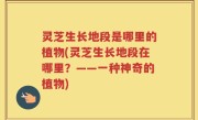 灵芝生长地段是哪里的植物(灵芝生长地段在哪里？——一种神奇的植物)