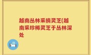 越南丛林采摘灵芝(越南采珍稀灵芝于丛林深处