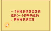 一个树根长很多灵芝的植物(一个特殊的植物，其树根长满灵芝)