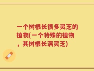 一个树根长很多灵芝的植物(一个特殊的植物，其树根长满灵芝)