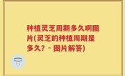 种植灵芝周期多久啊图片(灵芝的种植周期是多久？- 图片解答)