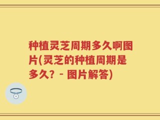 种植灵芝周期多久啊图片(灵芝的种植周期是多久？- 图片解答)