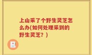上山采了个野生灵芝怎么办(如何处理采到的野生灵芝？)
