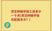 灵芝种植学徒工资多少一个月(灵芝种植学徒月薪是多少？)