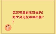 灵芝哪里有卖野生的(野生灵芝在哪里出售？)