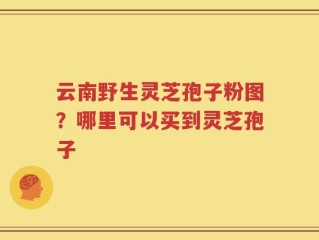 云南野生灵芝孢子粉图？哪里可以买到灵芝孢子