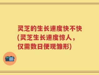 灵芝的生长速度快不快(灵芝生长速度惊人，仅需数日便现雏形)