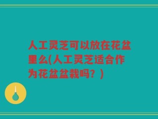 人工灵芝可以放在花盆里么(人工灵芝适合作为花盆盆栽吗？)
