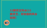 11颗灵芝风水(11颗灵芝，你知道的风水秘密)