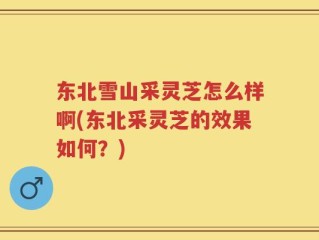 东北雪山采灵芝怎么样啊(东北采灵芝的效果如何？)