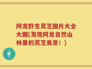 阿龙野生灵芝图片大全大图(发现阿龙自然山林里的灵芝美景！)